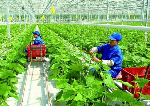 政策支持農戶合作社與公司模式 琪金食品數(shù)字化轉型與麥秸畫產業(yè)的探索